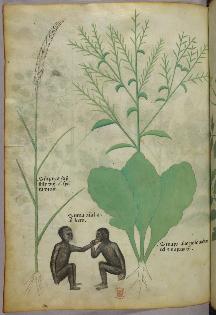 Botaniczna i zwierzęca ilustracja przedstawiająca roślinę i dwie małpy, ok. 1440 r. (tusz i kolor na welinie) autorstwa Italian School
