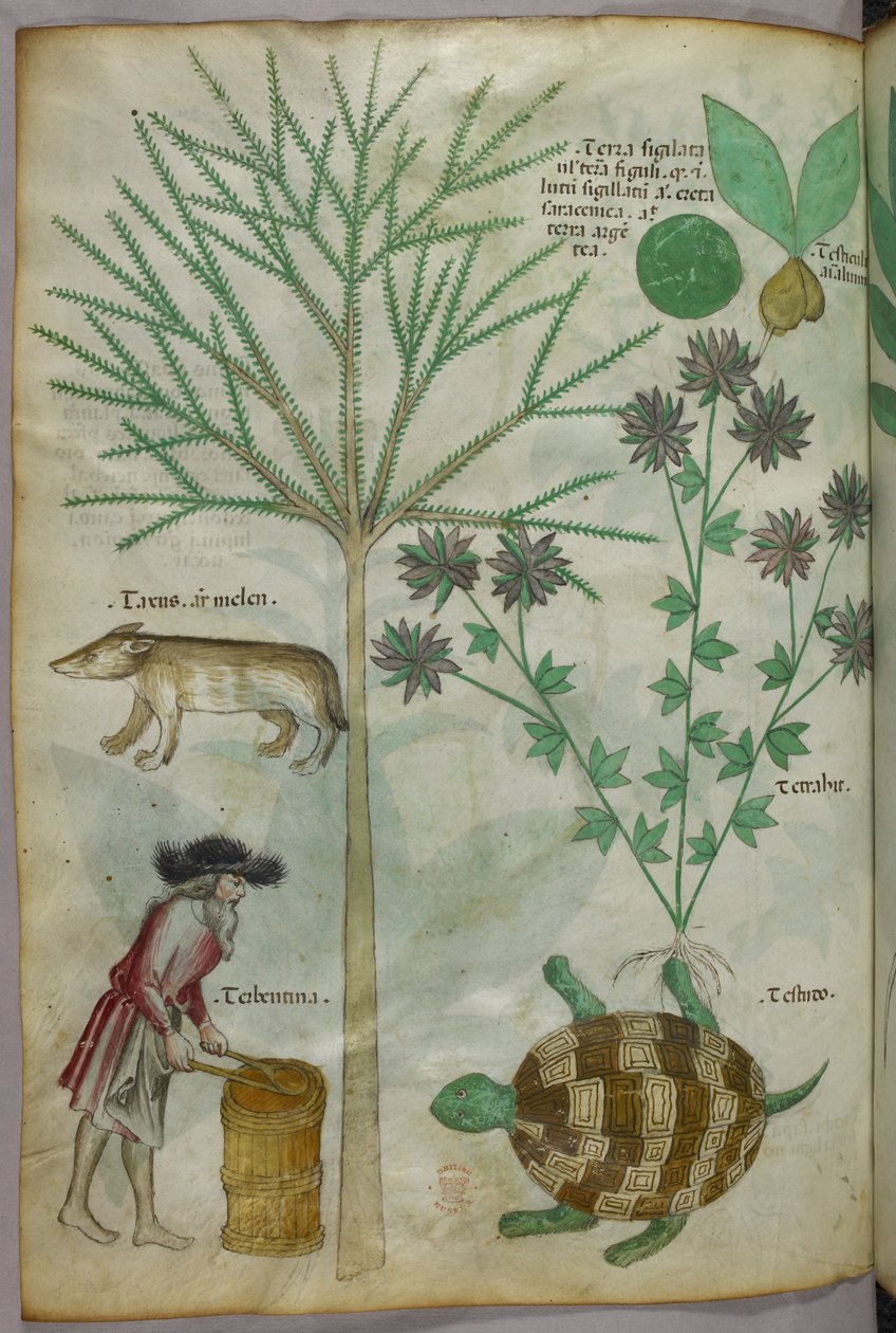 Botaniczna i zwierzęca ilustracja przedstawiająca rośliny, żółwia, człowieka i inne zwierzę, ok. 1440 r. (tusz i kolor na welinie) autorstwa Italian School