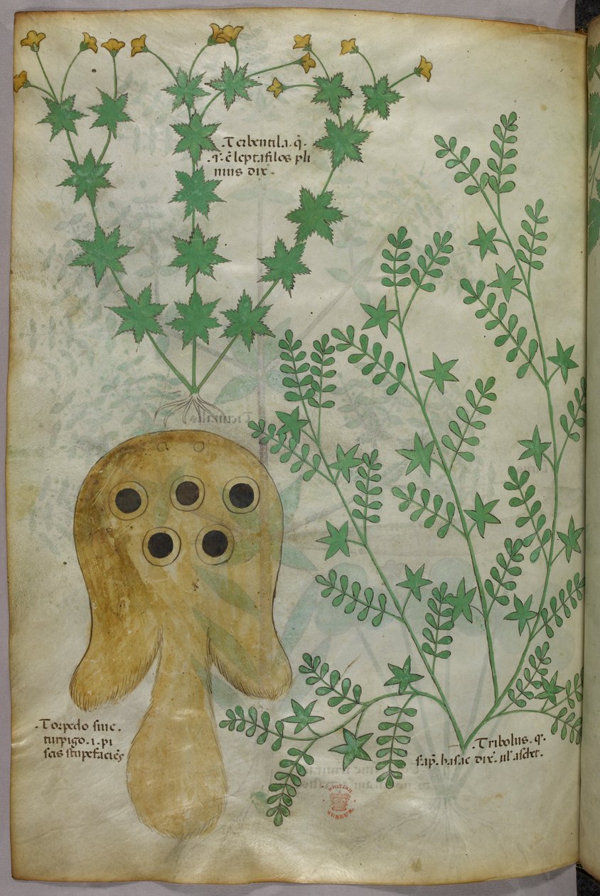 Botaniczna i zwierzęca ilustracja roślin i ryby torpedowej, ok. 1440 r. (tusz i kolor na welinie) autorstwa Italian School
