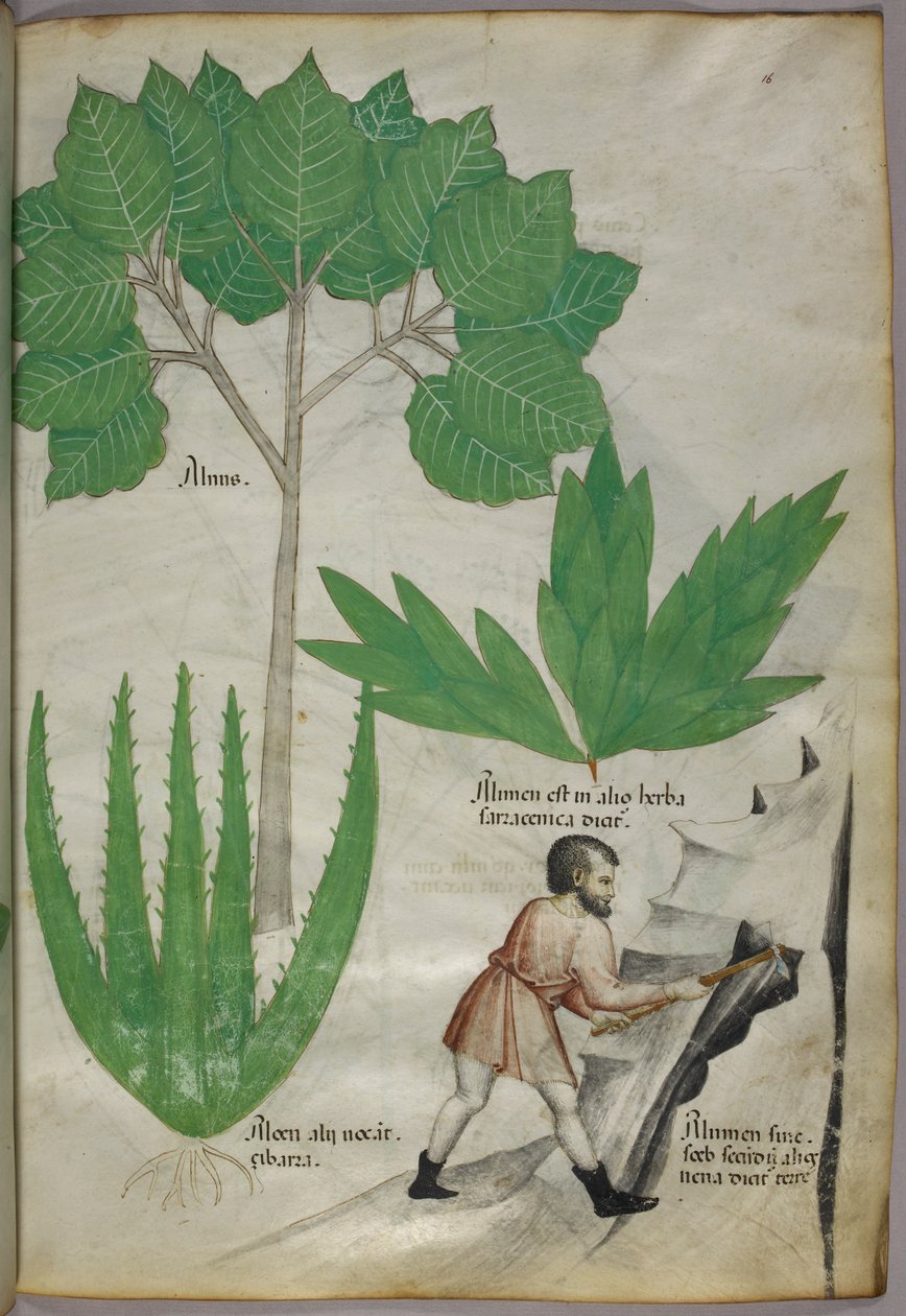 Ilustracja botaniczna przedstawiająca mężczyznę z siekierą rozłupującego skałę w celu wydobycia ałunu, ok. 1440 r. (tusz i kolor na welinie) autorstwa Italian School