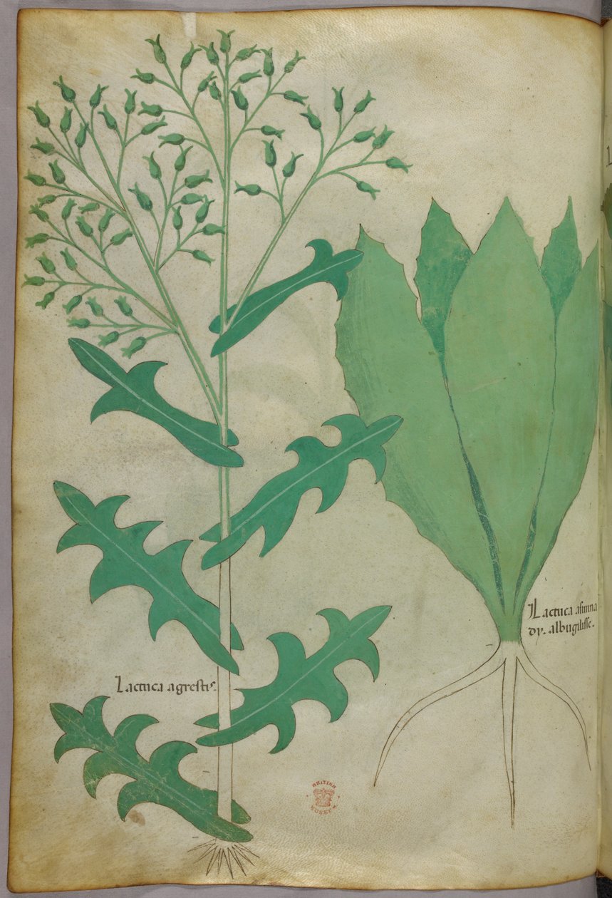 Ilustracja botaniczna, ok. 1440 r. (tusz i kolor na welinie) autorstwa Italian School