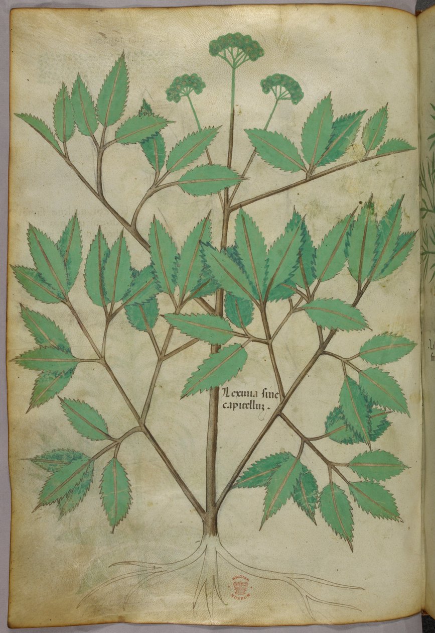 Ilustracja botaniczna, ok. 1440 r. (tusz i kolor na welinie) autorstwa Italian School
