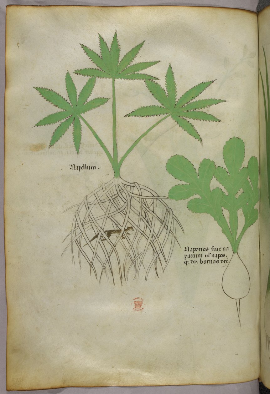 Ilustracja botaniczna, ok. 1440 r. (tusz i kolor na welinie) autorstwa Italian School