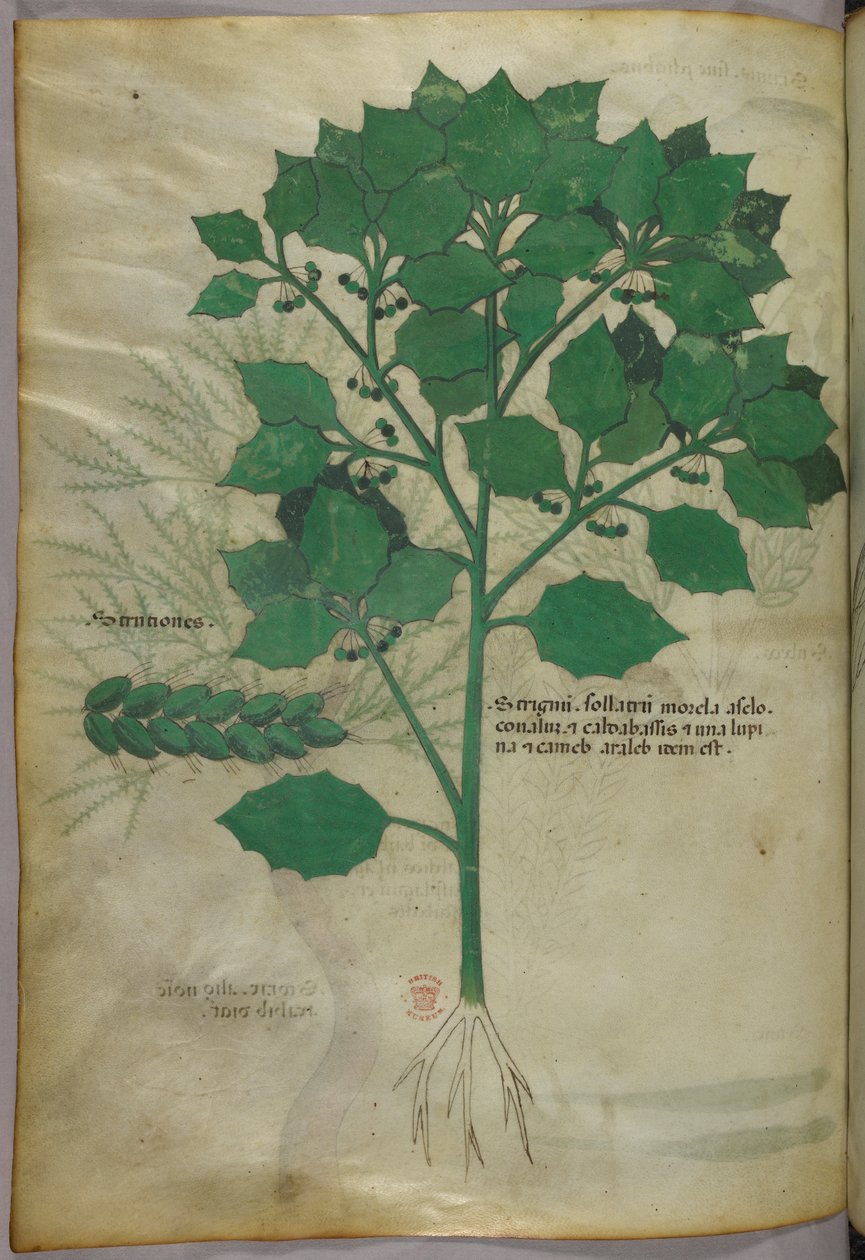 Ilustracja botaniczna, ok. 1440 r. (tusz i kolor na welinie) autorstwa Italian School