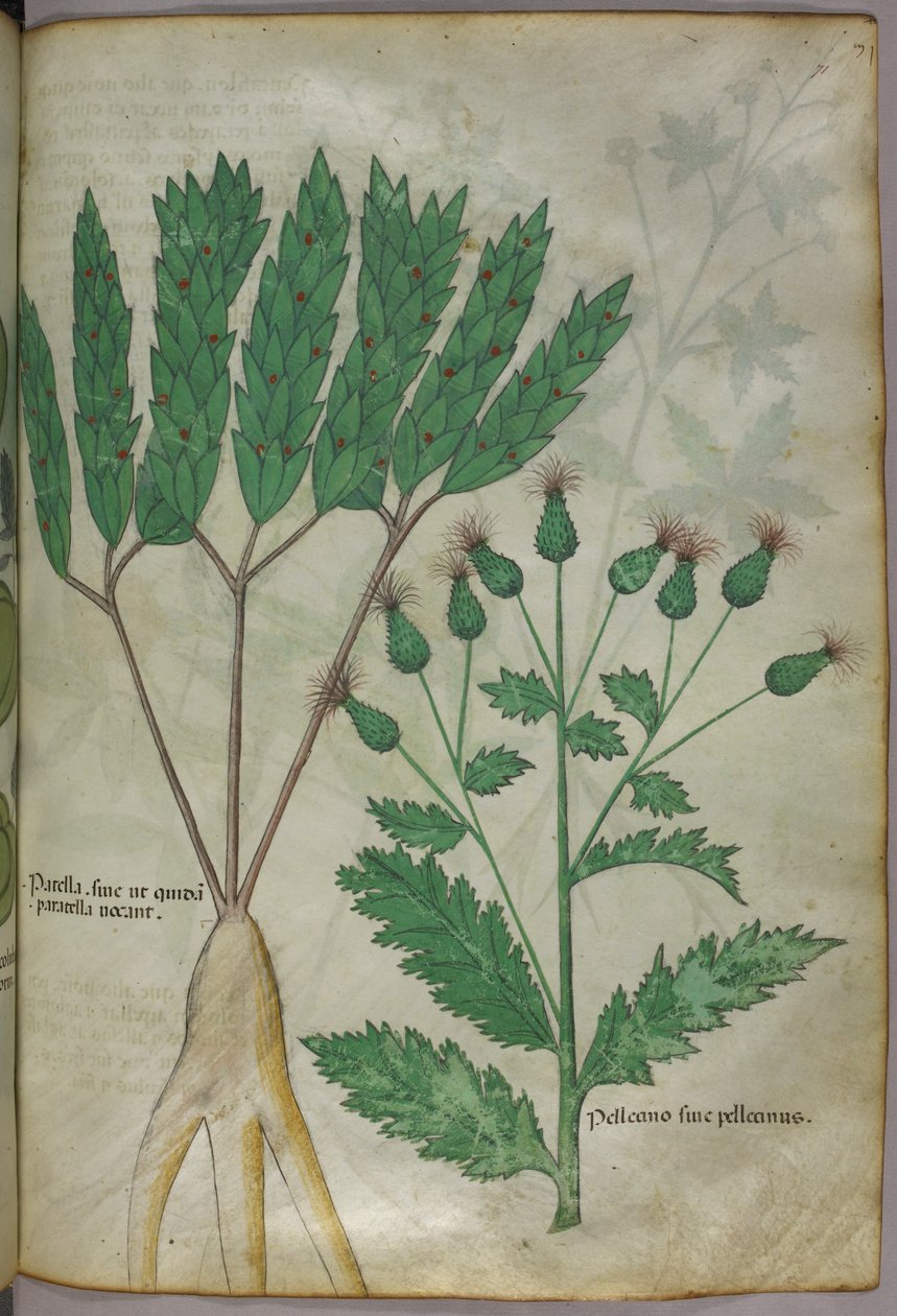 Ilustracja botaniczna, ok. 1440 r. (tusz i kolor na welinie) autorstwa Italian School