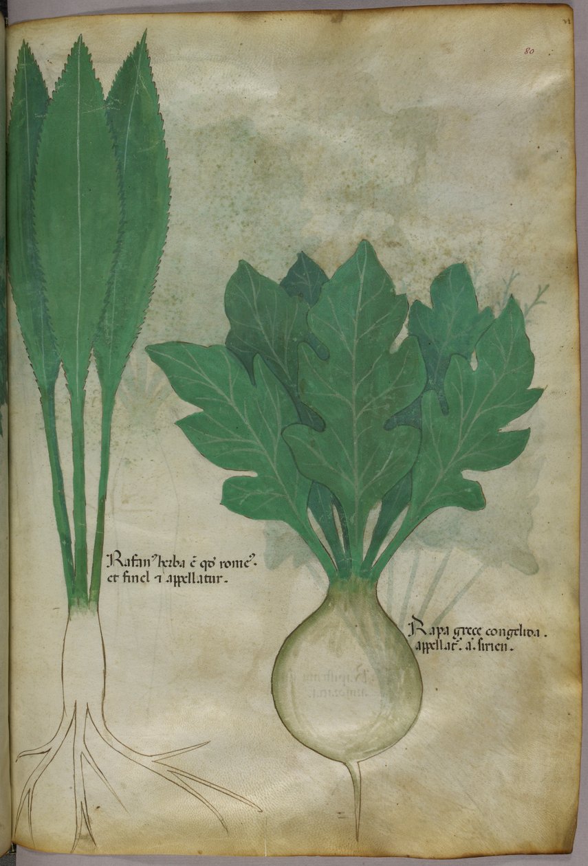 Ilustracja botaniczna, ok. 1440 r. (tusz i kolor na welinie) autorstwa Italian School