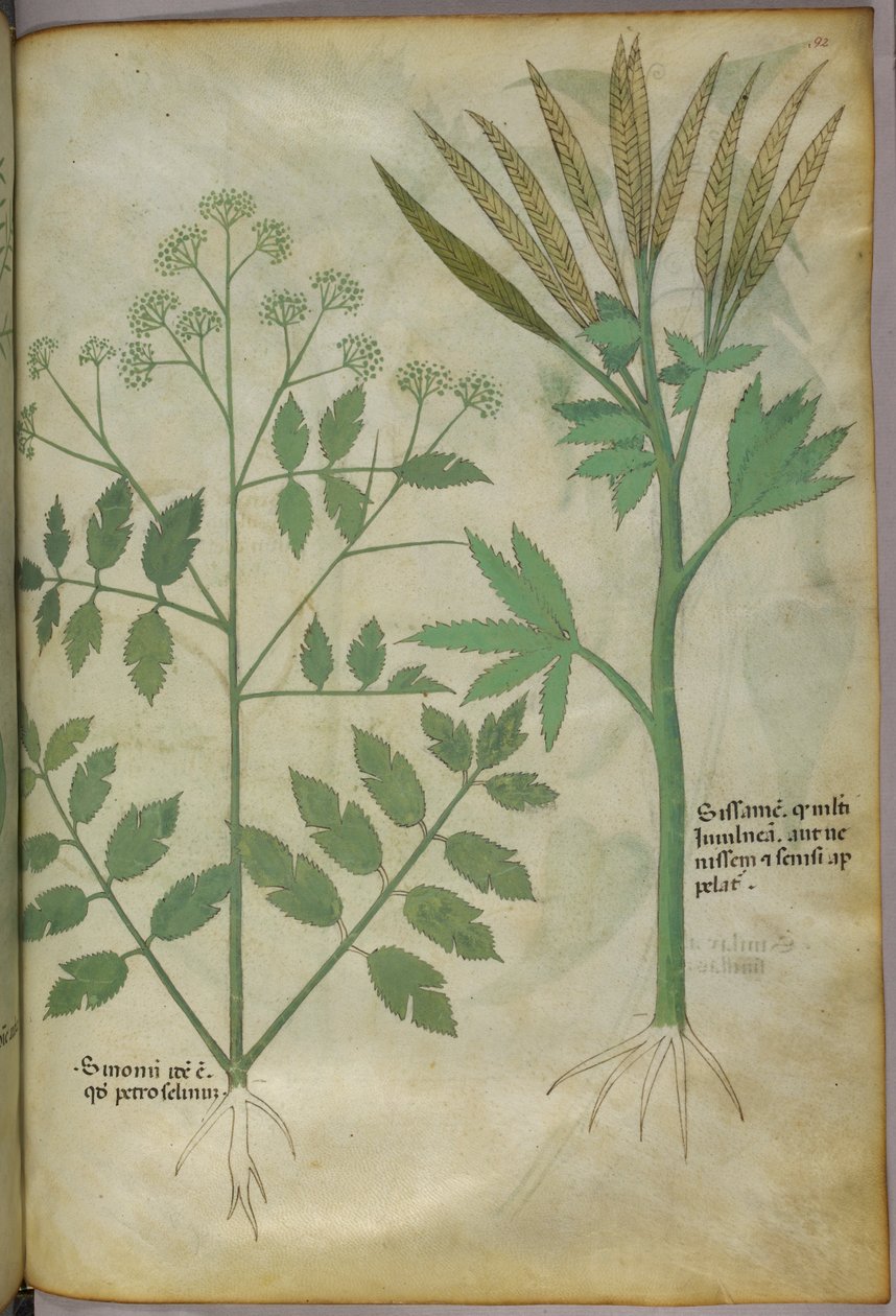 Ilustracja botaniczna, ok. 1440 r. (tusz i kolor na welinie) autorstwa Italian School