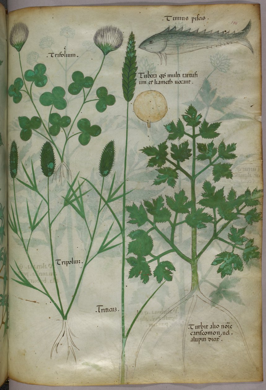 Ilustracja botaniczna, ok. 1440 r. (tusz i kolor na welinie) autorstwa Italian School