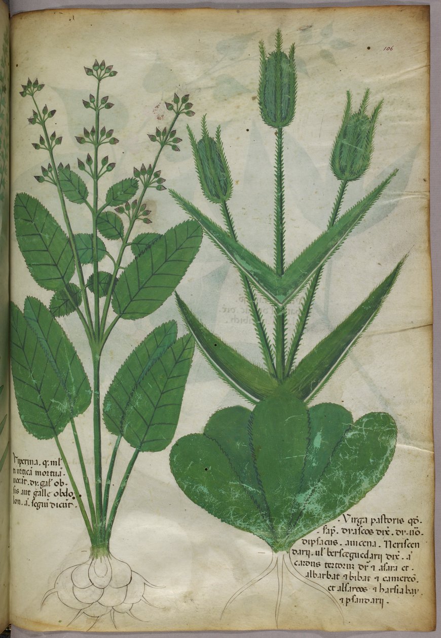 Ilustracja botaniczna, ok. 1440 r. (tusz i kolor na welinie) autorstwa Italian School