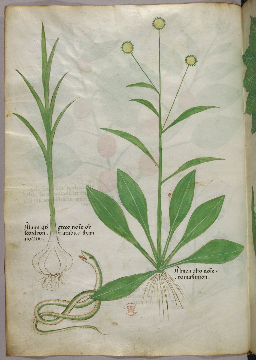 Ilustracja botaniczna, ok. 1440 r. (tusz i kolor na welinie) autorstwa Italian School