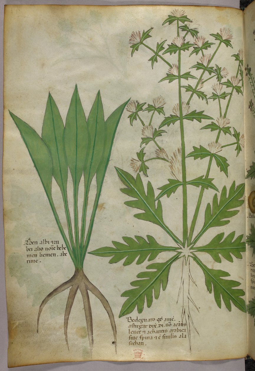Ilustracja botaniczna, ok. 1440 r. (tusz i kolor na welinie) autorstwa Italian School