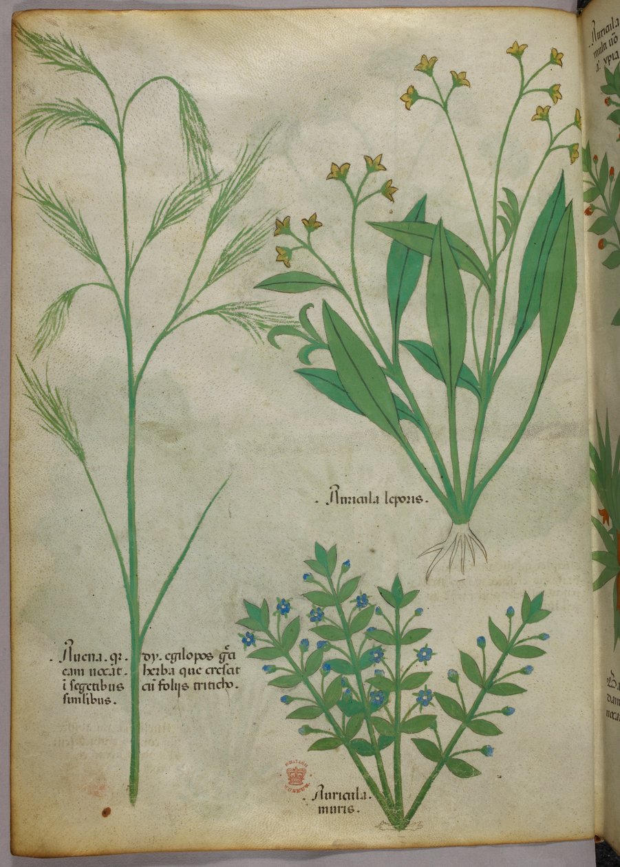 Ilustracja botaniczna, ok. 1440 r. (tusz i kolor na welinie) autorstwa Italian School
