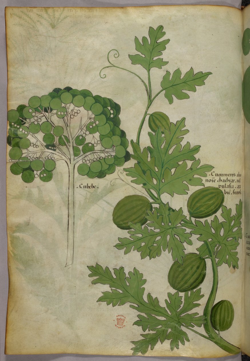 Ilustracja botaniczna, ok. 1440 r. (tusz i kolor na welinie) autorstwa Italian School