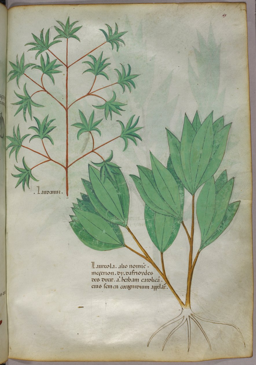 Ilustracja botaniczna, ok. 1440 r. (tusz i kolor na welinie) autorstwa Italian School