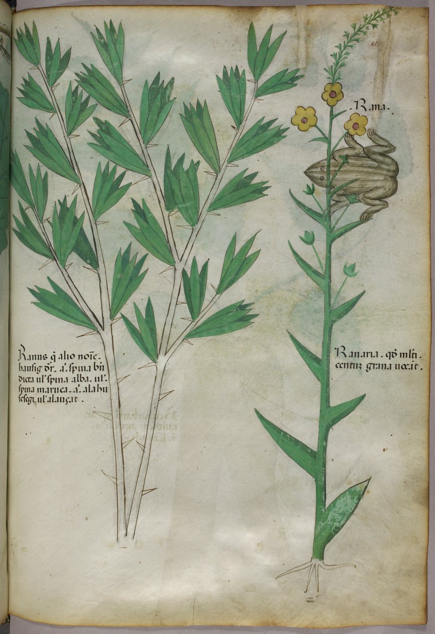 Ilustracja botaniczna, ok. 1440 r. (tusz i kolor na welinie) autorstwa Italian School