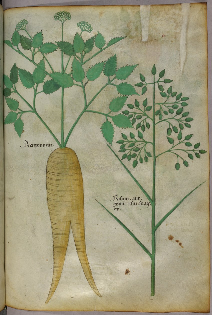 Ilustracja botaniczna, ok. 1440 r. (tusz i kolor na welinie) autorstwa Italian School