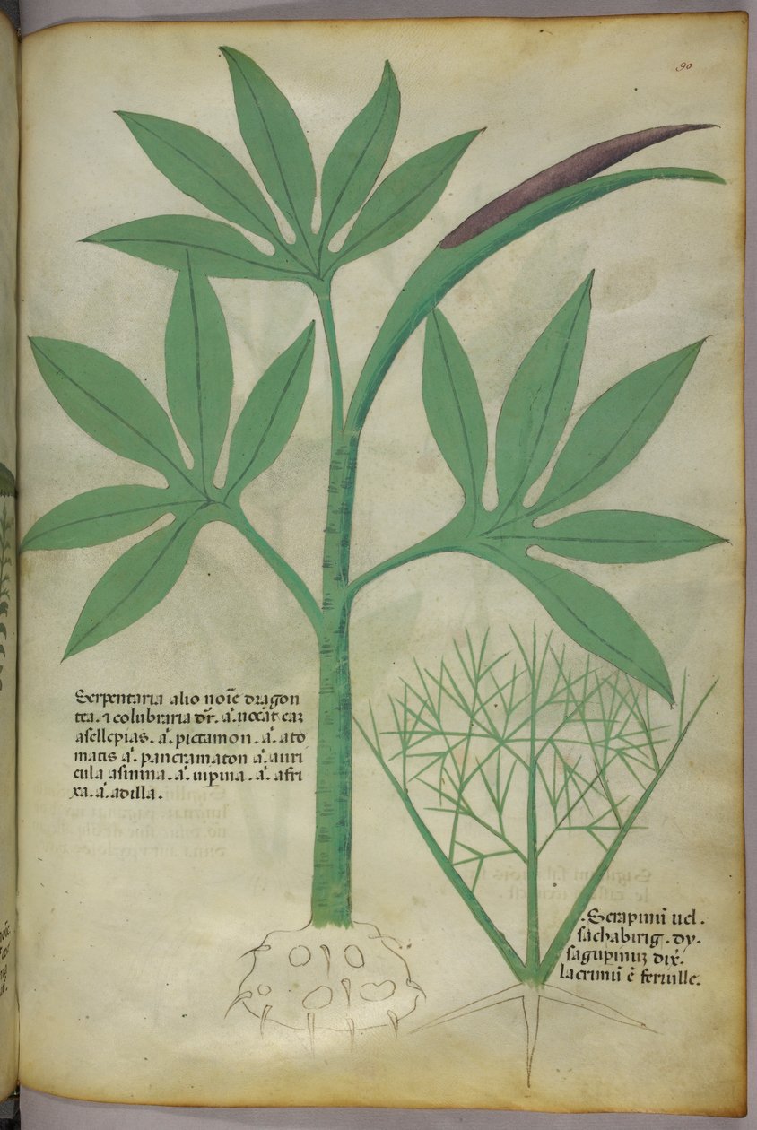 Ilustracja botaniczna, ok. 1440 r. (tusz i kolor na welinie) autorstwa Italian School