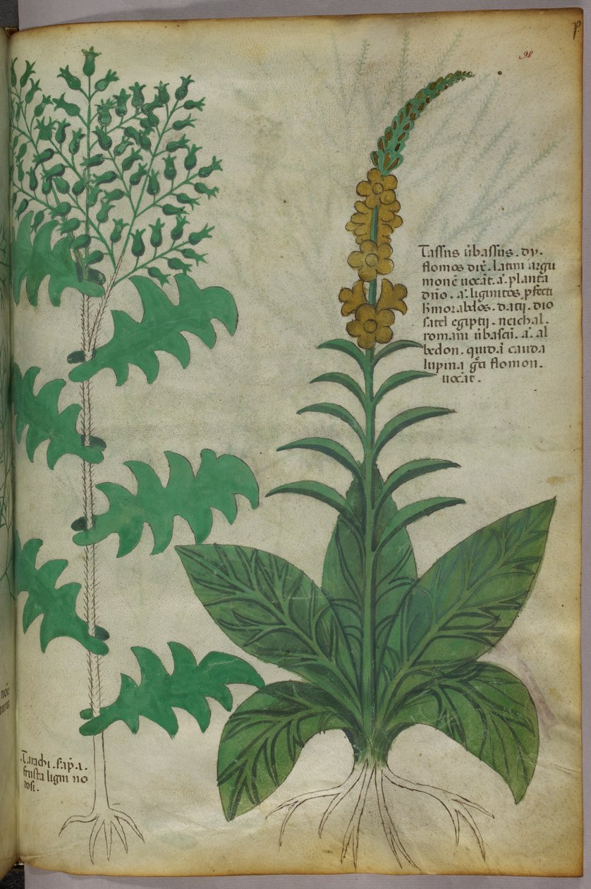 Ilustracja botaniczna, ok. 1440 r. (tusz i kolor na welinie) autorstwa Italian School