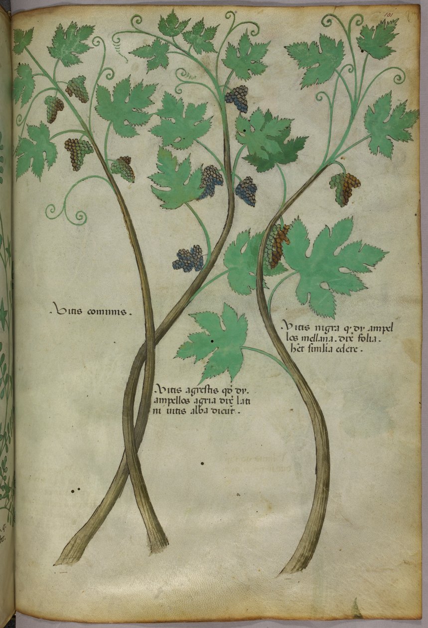 Ilustracja botaniczna, ok. 1440 r. (tusz i kolor na welinie) autorstwa Italian School