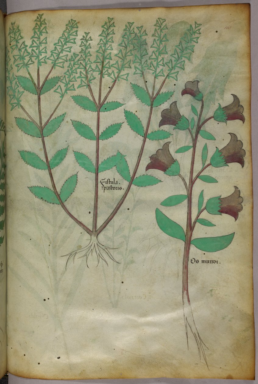 Ilustracja botaniczna, ok. 1440 r. (tusz i kolor na welinie) autorstwa Italian School
