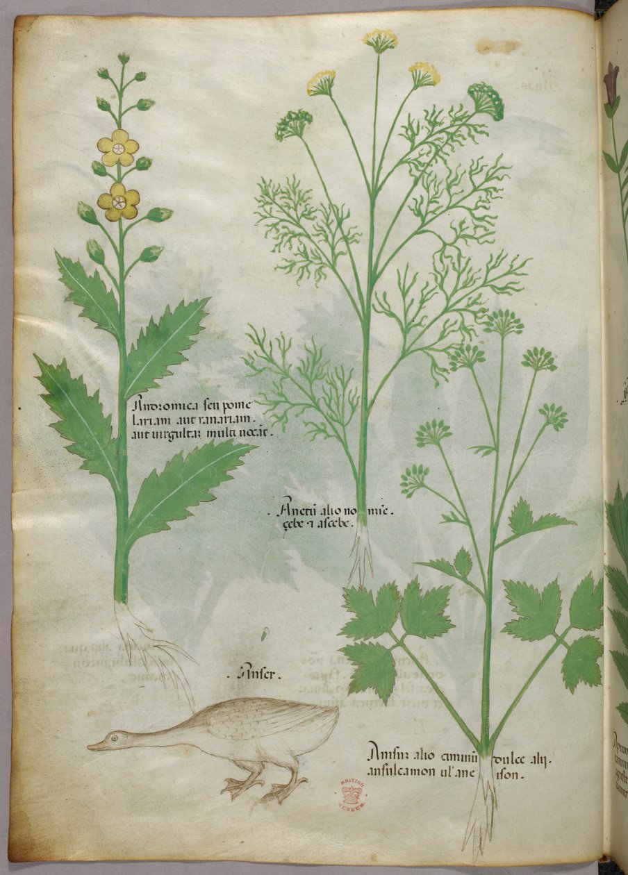 Ilustracja botaniczna, ok. 1440 r. (tusz i kolor na welinie) autorstwa Italian School