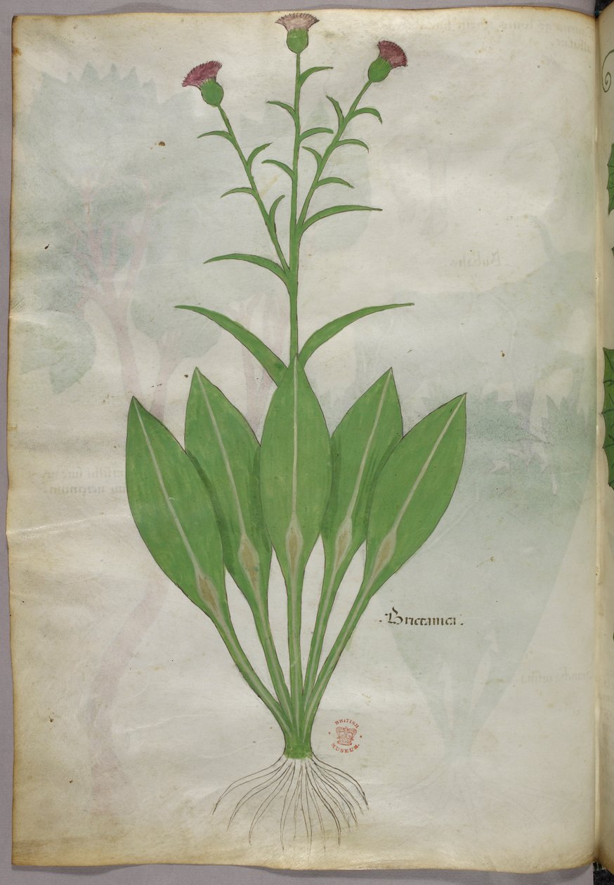 Ilustracja botaniczna, ok. 1440 r. (tusz i kolor na welinie) autorstwa Italian School