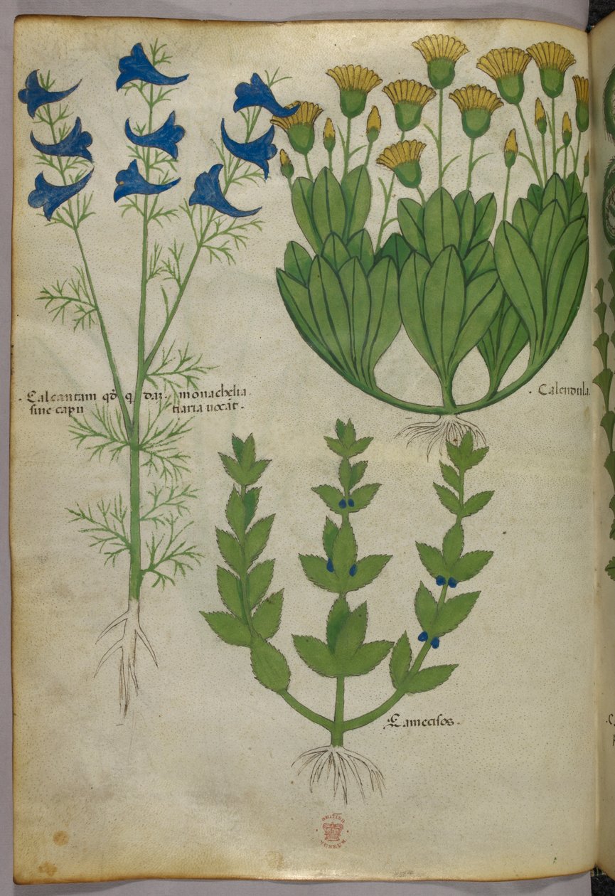 Ilustracja botaniczna, ok. 1440 r. (tusz i kolor na welinie) autorstwa Italian School