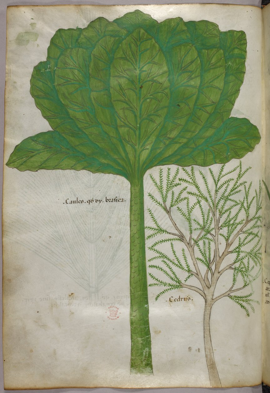 Ilustracja botaniczna, ok. 1440 r. (tusz i kolor na welinie) autorstwa Italian School