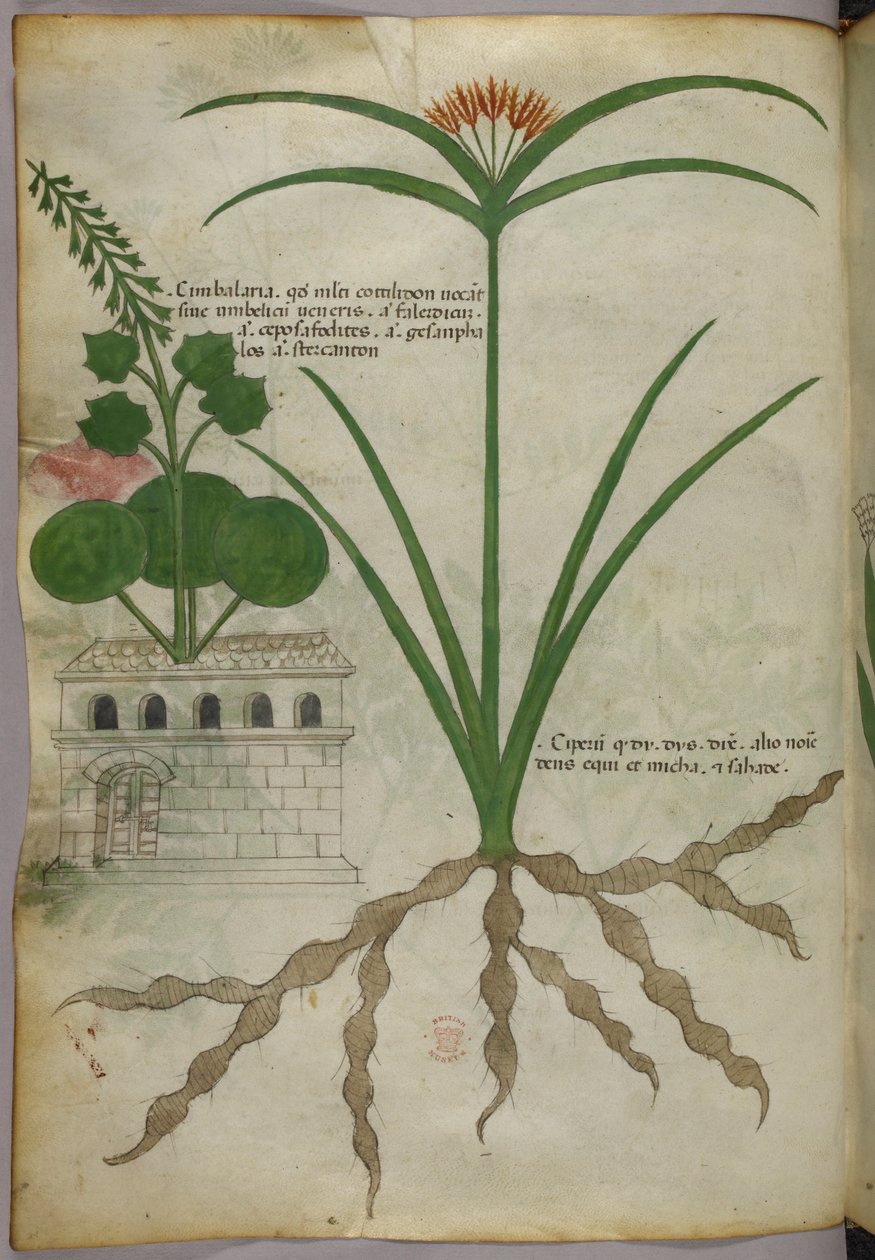 Ilustracja botaniczna, ok. 1440 r. (tusz i kolor na welinie) autorstwa Italian School