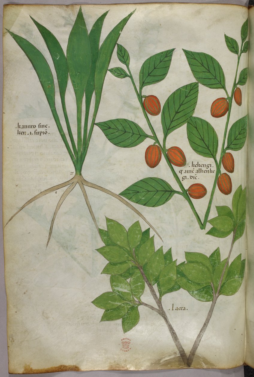 Ilustracja botaniczna, ok. 1440 r. (tusz i kolor na welinie) autorstwa Italian School