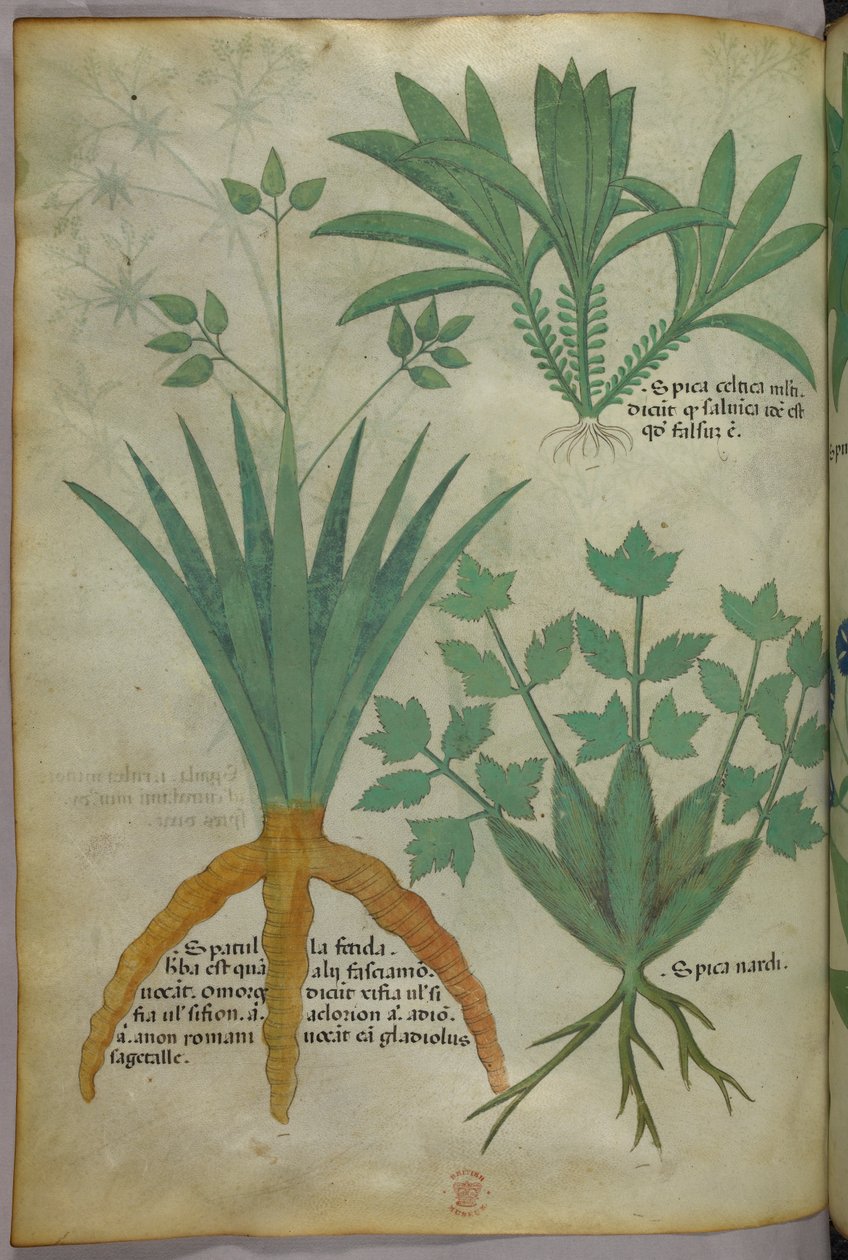 Ilustracja botaniczna, ok. 1440 r. (tusz i kolor na welinie) autorstwa Italian School