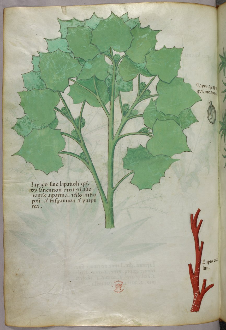 Ilustracja botaniczna, ok. 1440 r. (tusz i kolor na welinie) autorstwa Italian School