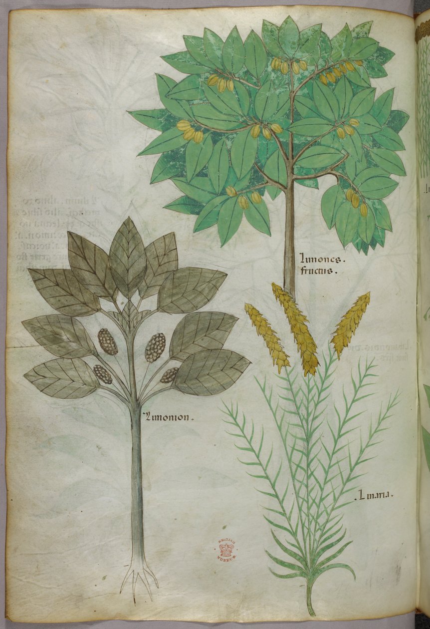 Ilustracja botaniczna, ok. 1440 r. (tusz i kolor na welinie) autorstwa Italian School