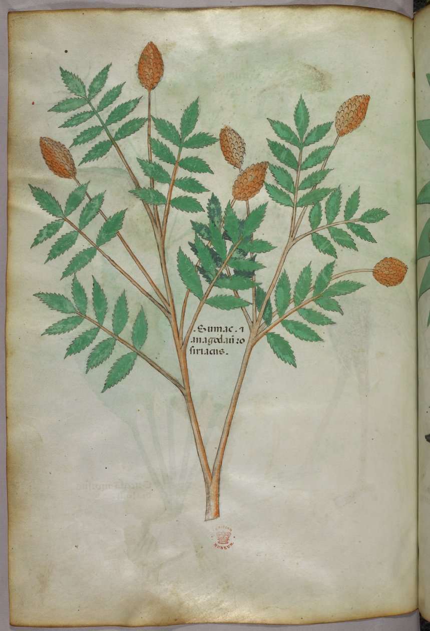 Ilustracja botaniczna, ok. 1440 r. (tusz i kolor na welinie) autorstwa Italian School