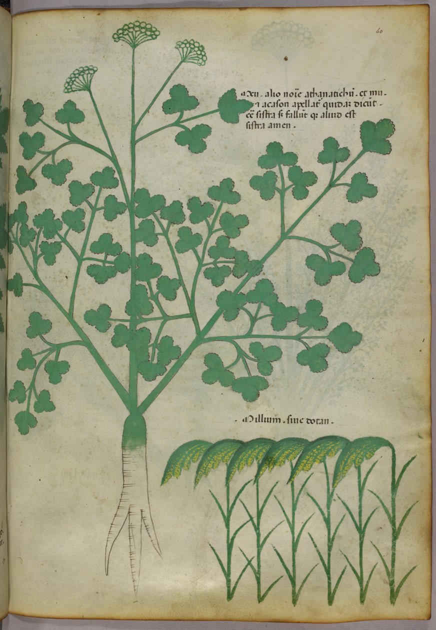 Ilustracja botaniczna, ok. 1440 r. (tusz i kolor na welinie) autorstwa Italian School