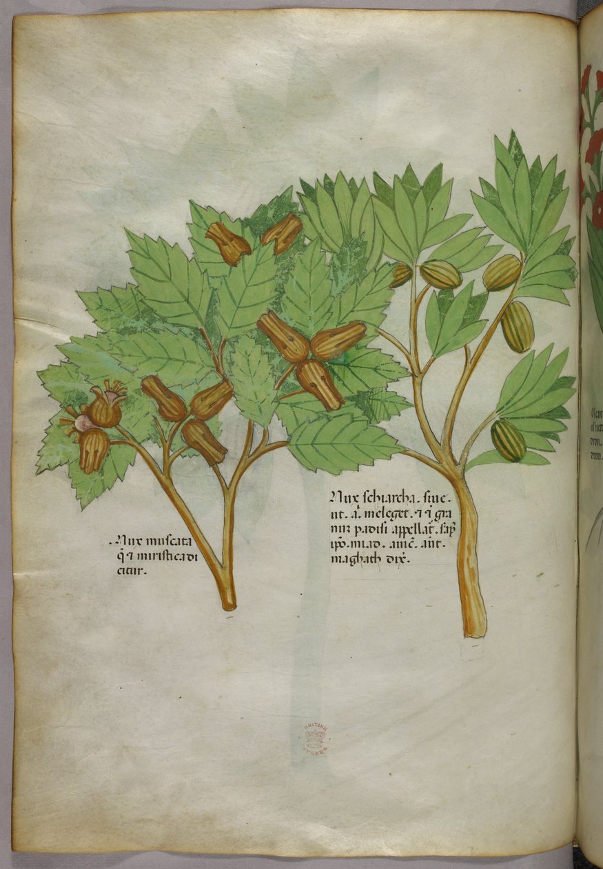 Ilustracja botaniczna, ok. 1440 r. (tusz i kolor na welinie) autorstwa Italian School