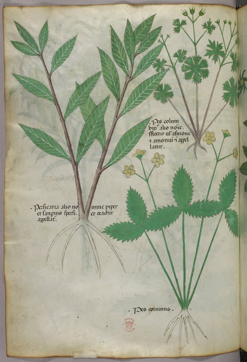 Ilustracja botaniczna, ok. 1440 r. (tusz i kolor na welinie) autorstwa Italian School