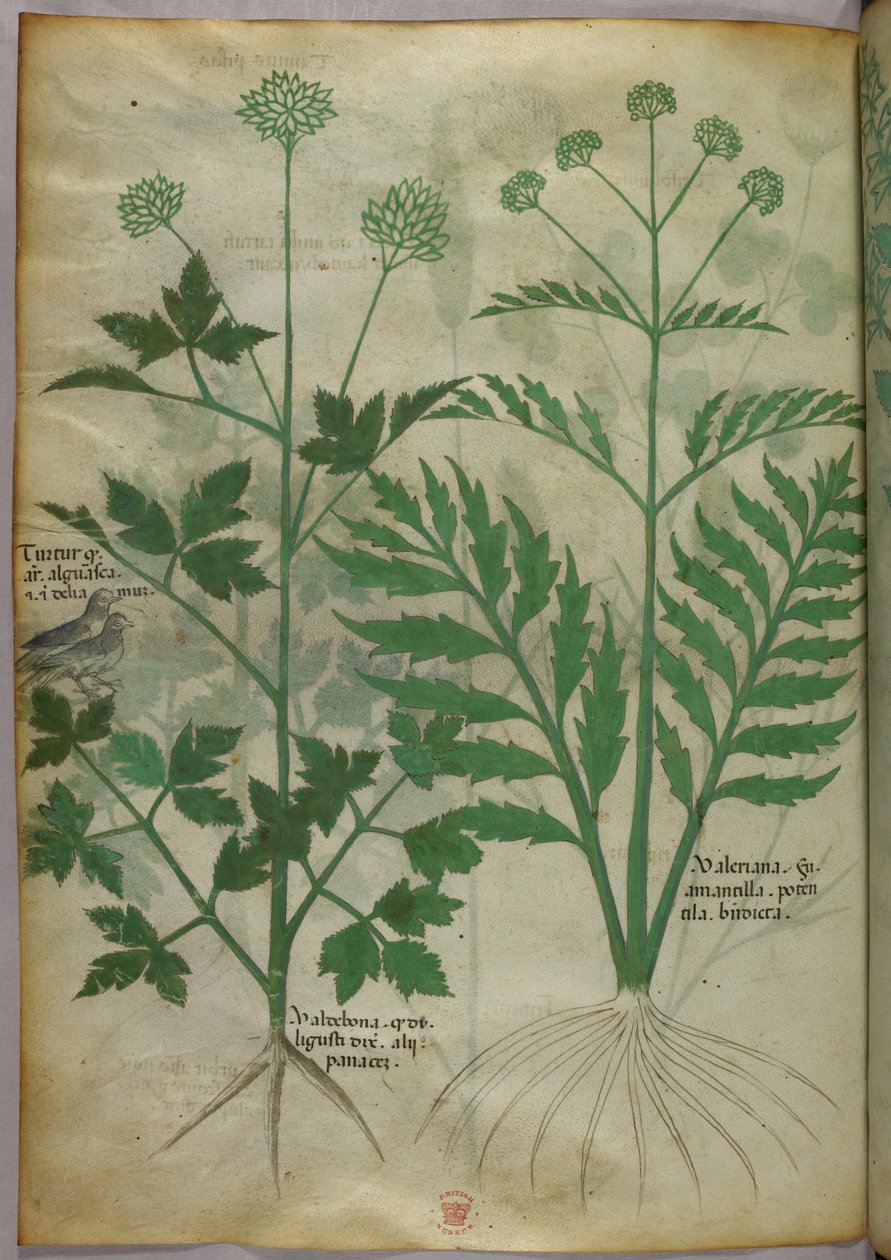 Ilustracja botaniczna, ok. 1440 r. (tusz i kolor na welinie) autorstwa Italian School