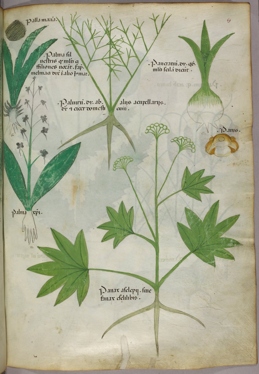 Ilustracja botaniczna, ok. 1440 r. (tusz i kolor na welinie) autorstwa Italian School