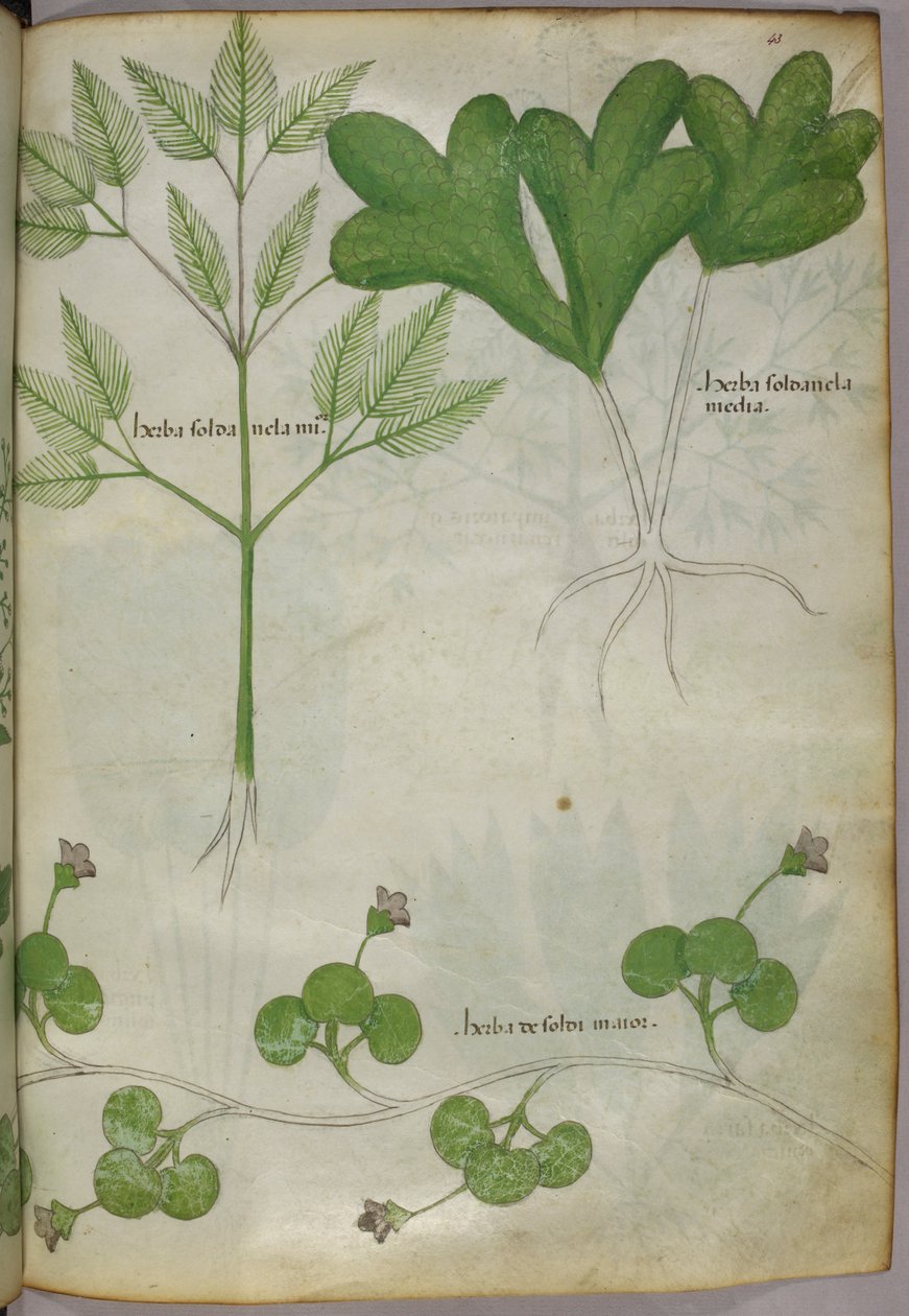 Ilustracja botaniczna, ok. 1440 r. (tusz i kolor na welinie) autorstwa Italian School