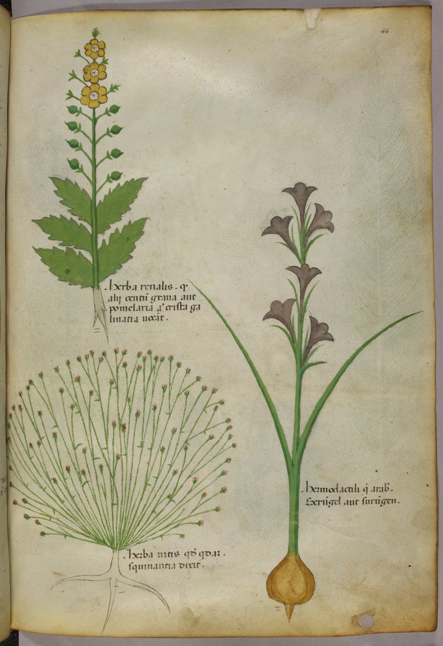 Ilustracja botaniczna, ok. 1440 r. (tusz i kolor na welinie) autorstwa Italian School
