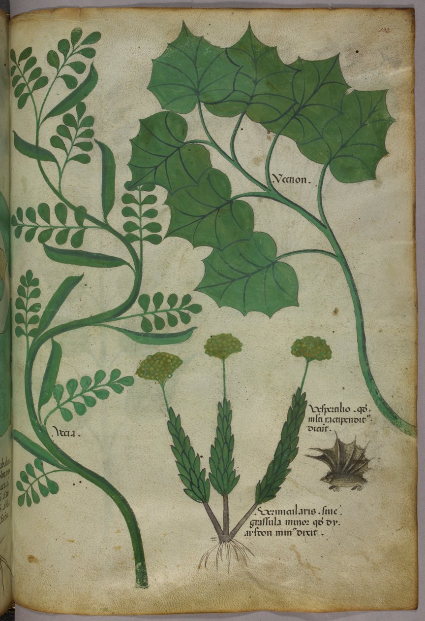 Ilustracja botaniczna, ok. 1440 r. (tusz i kolor na welinie) autorstwa Italian School