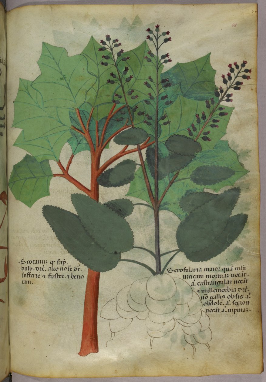 Ilustracja botaniczna, ok. 1440 r. (tusz i kolor na welinie) autorstwa Italian School