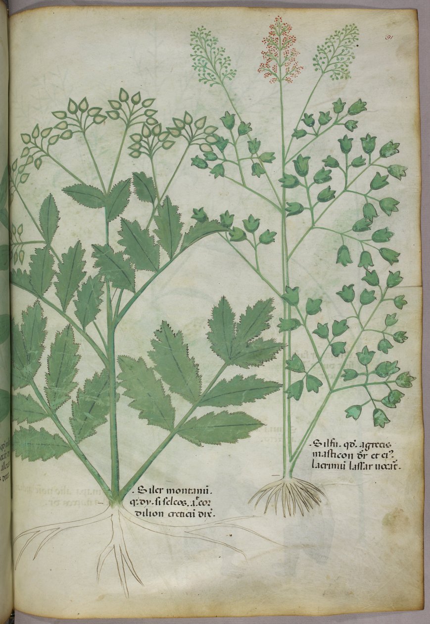 Ilustracja botaniczna, ok. 1440 r. (tusz i kolor na welinie) autorstwa Italian School