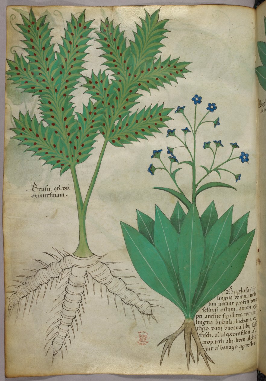Ilustracja botaniczna, ok. 1440 r. (tusz i kolor na welinie) autorstwa Italian School