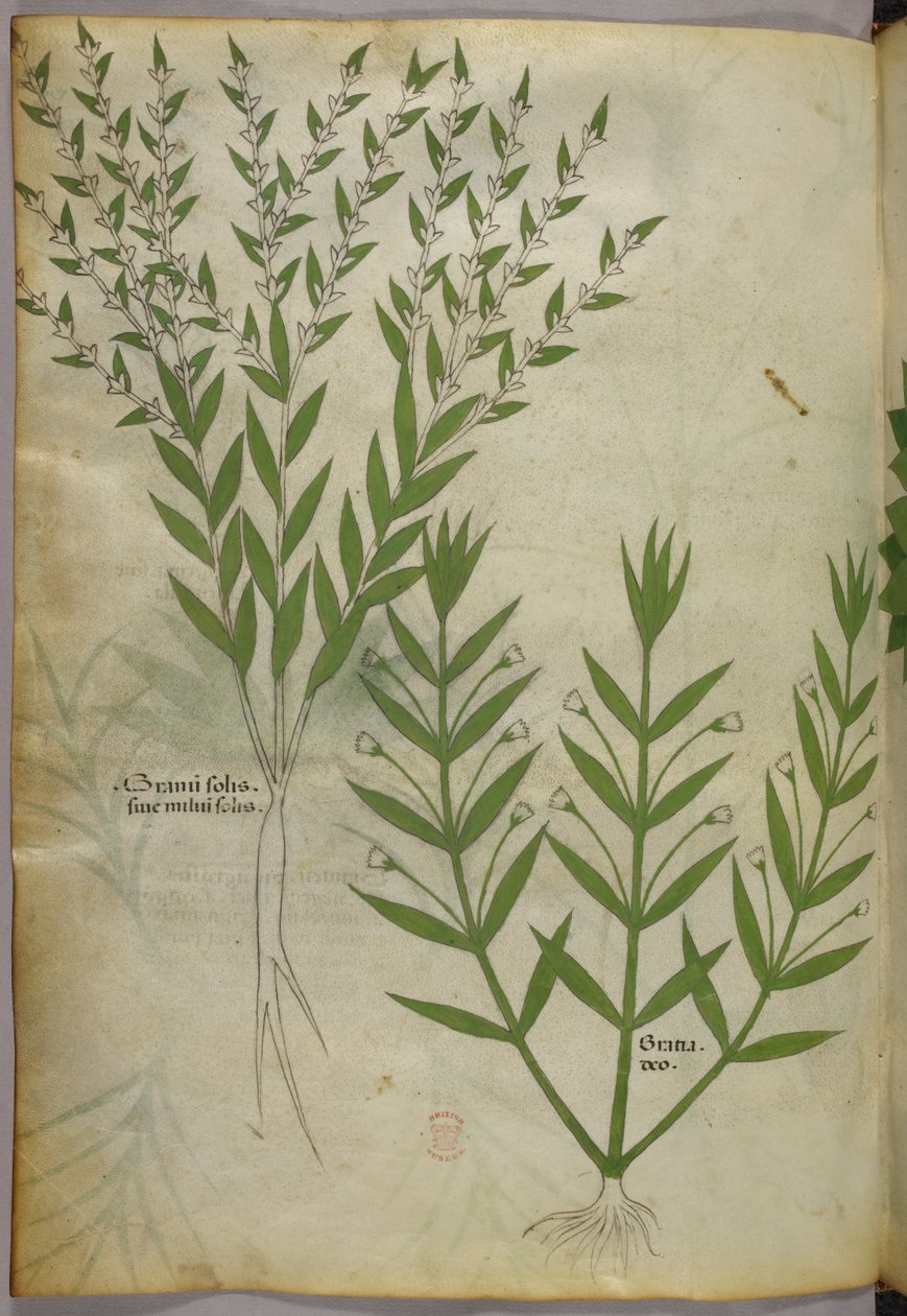 Ilustracja botaniczna, ok. 1440 r. (tusz i kolor na welinie) autorstwa Italian School
