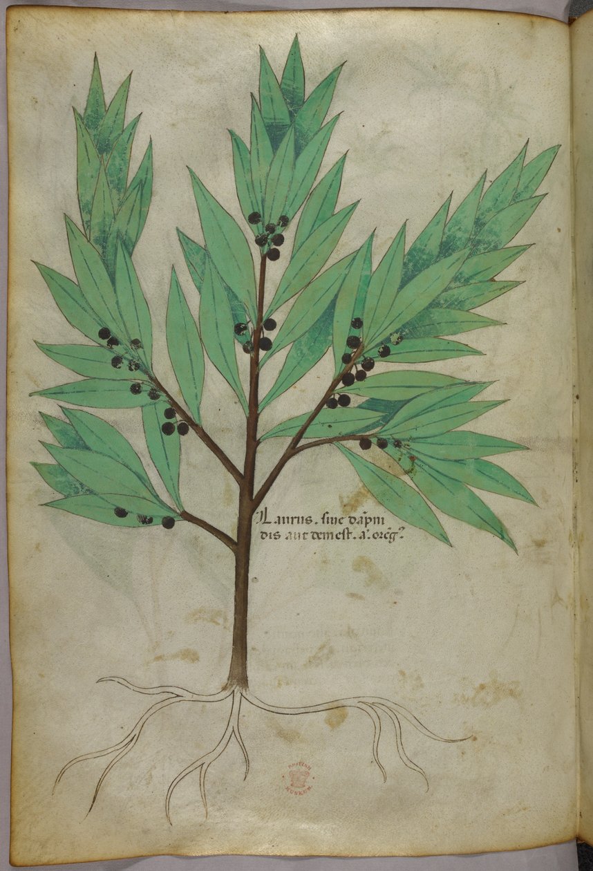 Ilustracja botaniczna, ok. 1440 r. (tusz i kolor na welinie) autorstwa Italian School
