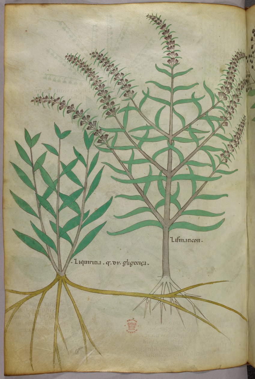 Ilustracja botaniczna, ok. 1440 r. (tusz i kolor na welinie) autorstwa Italian School