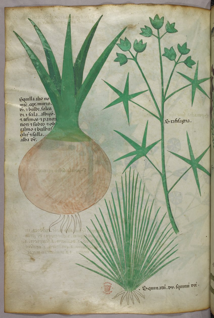 Ilustracja botaniczna, ok. 1440 r. (tusz i kolor na welinie) autorstwa Italian School
