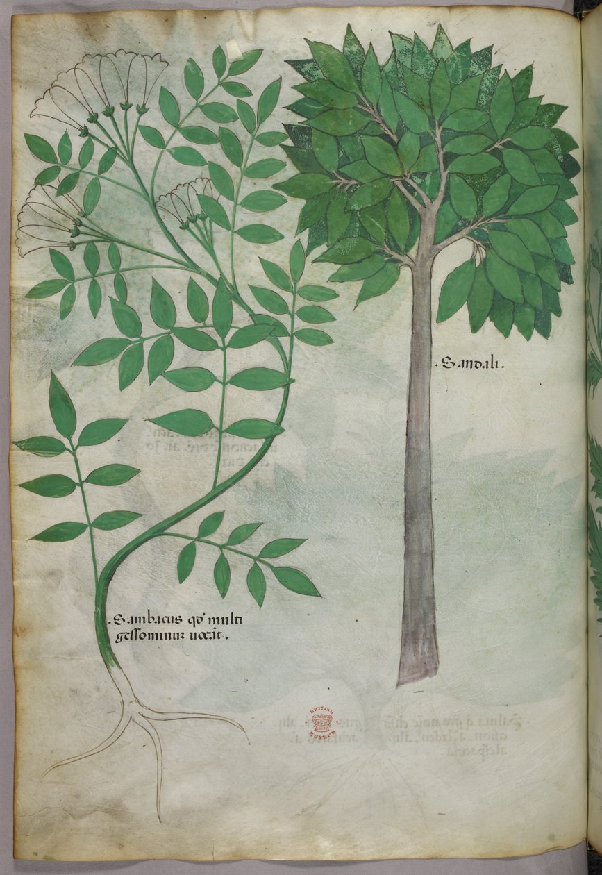 Ilustracja botaniczna, ok. 1440 r. (tusz i kolor na welinie) autorstwa Italian School